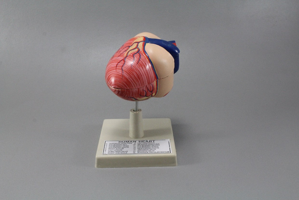 Human Heart Model (Model: HV-304)