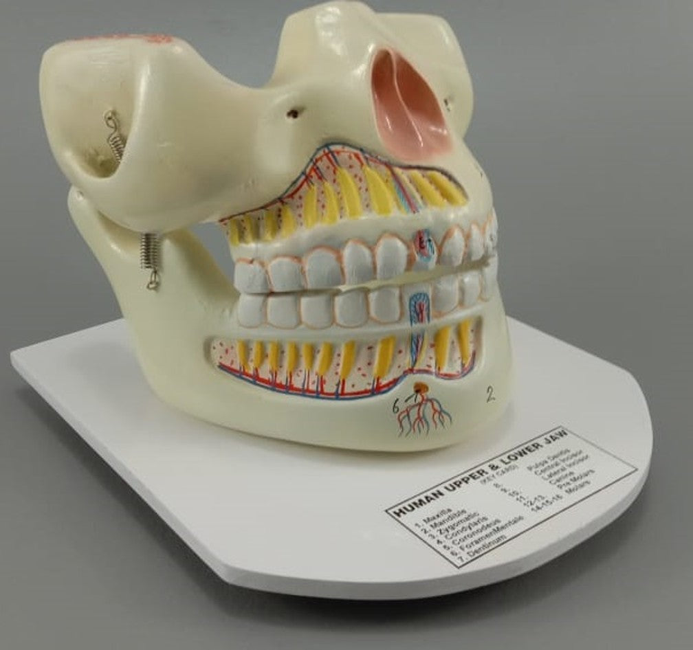 Human Teeth (Model: HV-293)