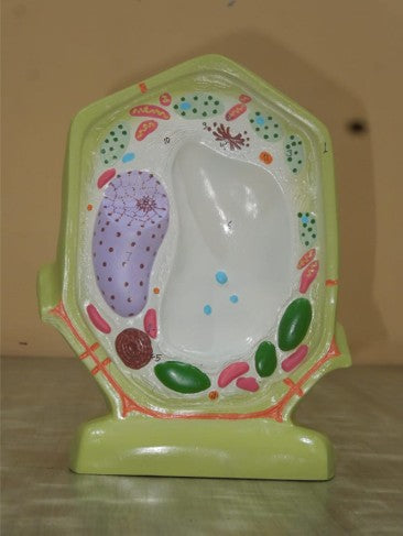 Typical Plant Cell Model (Model: HV-289)