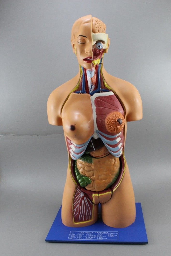 Human Torso Model (Model: HV-300)