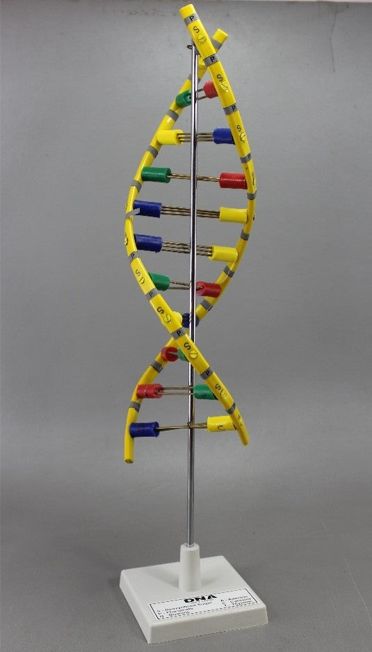 DNA Molecule Model (Model: HV-292)