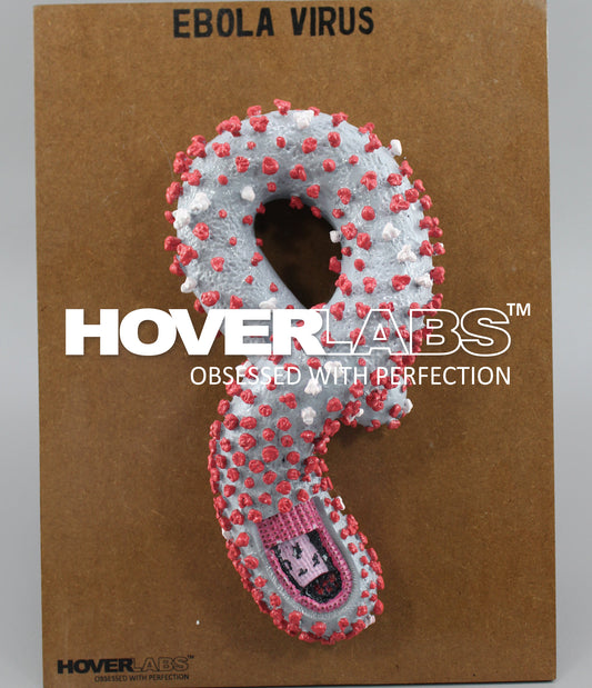 Ebola Virus Model (Model No. HV-M-EV)