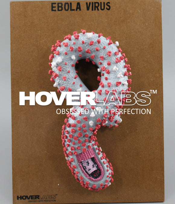 Ebola Virus Model (Model No. HV-M-EV)