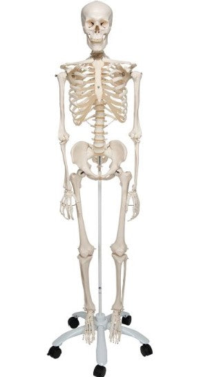 Big Human Skeleton (Model No: HV-EM006)