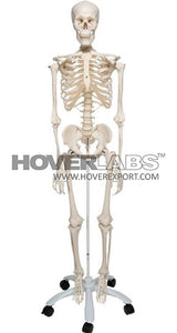 Big Human Skeleton (Model No: HV-EM006)