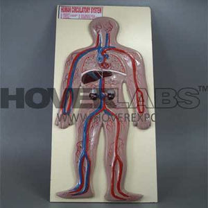 Human Blood Circulatory System (Model No: HV-EM011)