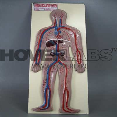 Human Blood Circulatory System (Model No: HV-EM011)