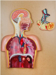 Human Respiratory System (Model No: HV-EM013)