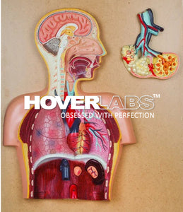 Human Respiratory System (Model No: HV-EM013)