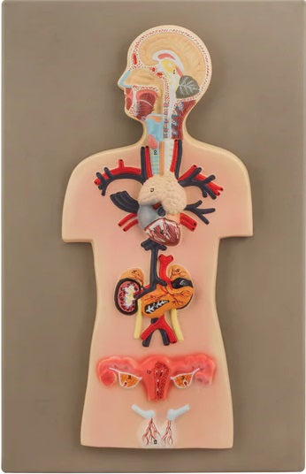 Human Endocrine Gland (Female) (Model No: HV-EM049)