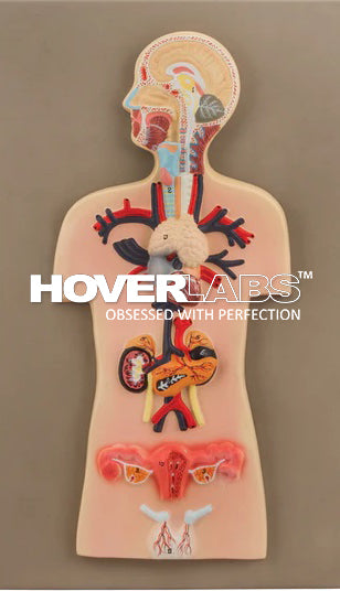 Human Endocrine Gland (Female) (Model No: HV-EM049)