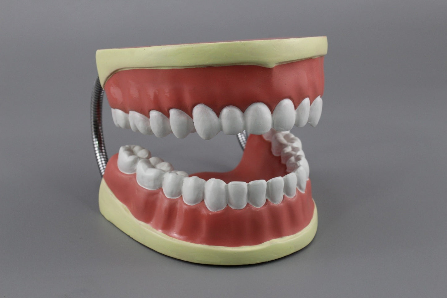 Dental care model (Model: HV-307)