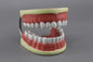 Dental care model (Model: HV-307)