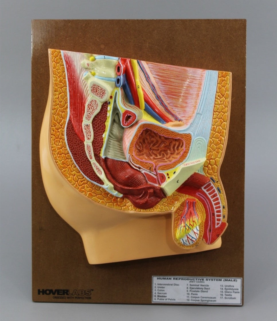 Human Urogenital System Model (Model: HV-294)