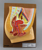 Human Urogenital System Model (Model: HV-295)