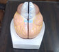 Human Brain (Model: HV-303)