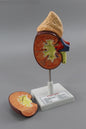 Kidney Model (Model: HV-301)