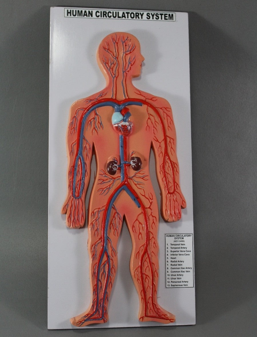 Human Circulatory System (Model: HV-305)