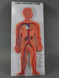 Human Circulatory System (Model: HV-305)