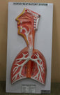 Human Respiratory System (Model: HV-06)