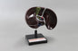 Human Liver Model (Model: HV-282)