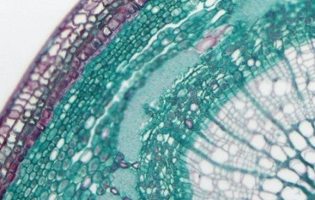 12 Mega Pixel Microscope Camera (Model: HX 12)