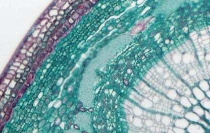 12 Mega Pixel Microscope Camera (Model: HX 12)