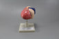 Human Heart Model (Model: HV-304)