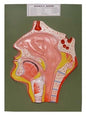Human Nose Model (Model: HV-308)