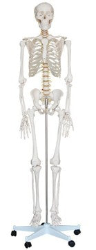 Human Skeleton Model (Model: HV-302)