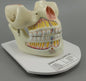 Human Teeth (Model: HV-293)
