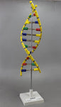 DNA Molecule Model (Model: HV-292)