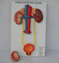 Human Urinary Organs (Model: HV-286)