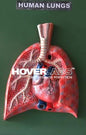 HUMAN LUNGS (Model: HV-052)
