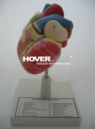 Jumbo Heart Model (Model: HV-052K)