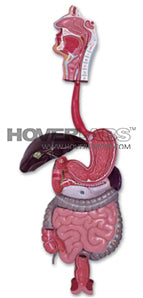 Model Human Digestive System 3 PT (MODEL NO. HVL-101)