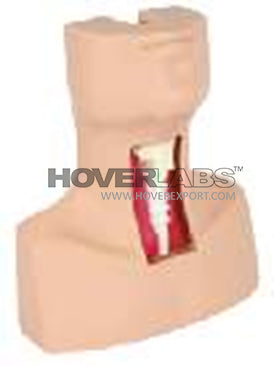 Tracheotomy & Endotracheal Intubation Model (Model: HV-5058)