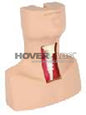 Tracheotomy & Endotracheal Intubation Model (Model: HV-5058)